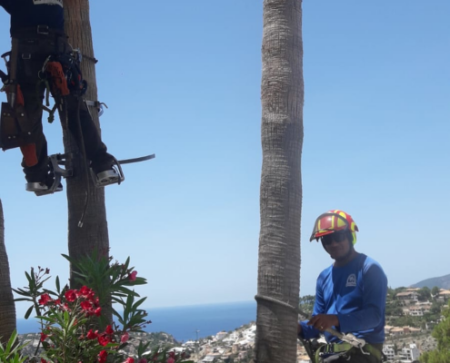 Tu empresa de podas y talas en Mallorca Tu empresa de podas y talas en Mallorca